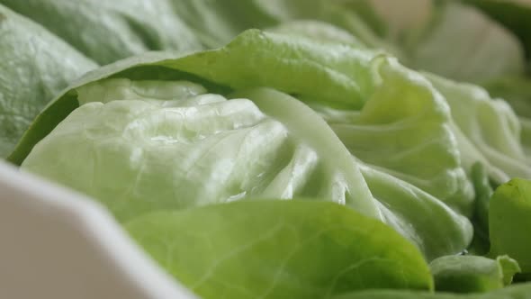 Slow pan on lettuce leaves  4K 2160p 30fps UltraHD footage - Panning over  Lactuca sativa salad 3840