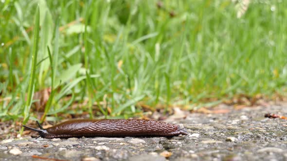 A brown, black slug creeps from the left side to right and exits the frame. Very fast time lapse sho