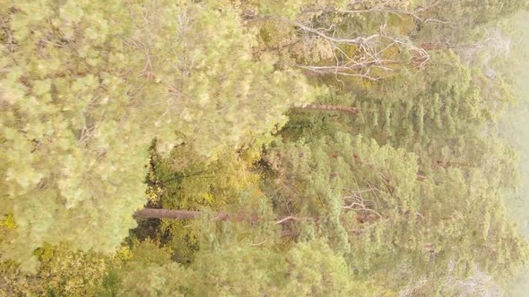 Vertical Video of an Autumn Forest During the Day in Ukraine