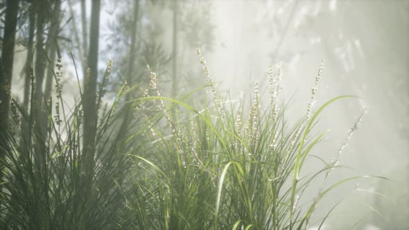 Grass Flower Field with Soft Sunlight for Background. alt