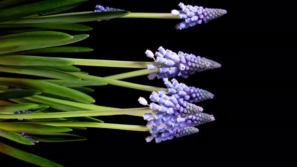 Purple Grape Hyacinth Muscari Flowers Blooming in Time Lapse.  Tender Flowers Open Blossoms 