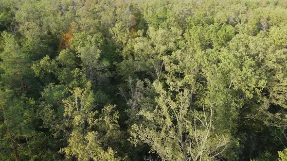 Aerial View of Trees in the Forest. Ukraine