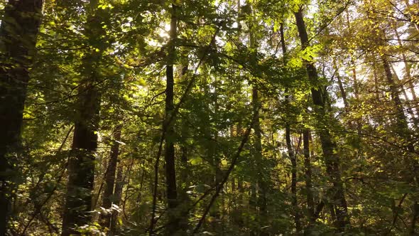 Forest with Trees in an Autumn Day