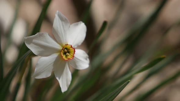 Narcissus poeticus beautiful garden flower close-up 4K 2160p 30fps UltraHD footage - Beautiful white