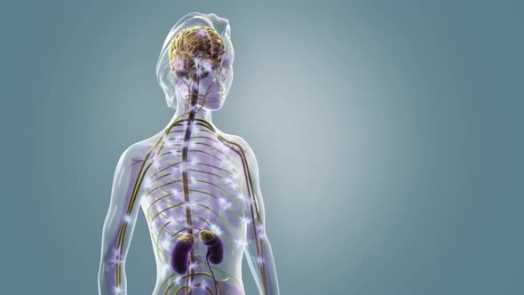 Loop Animaton Showing The Human Nervous System