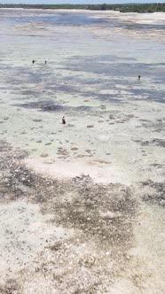 Tanzania  Vertical Video of Low Tide in the Ocean Near the Coast of Zanzibar Slow Motion