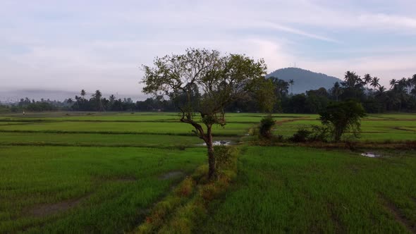 Slowly move toward lonely tree