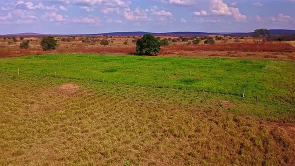 Drone flying over fresh grass crop fields on a farm in rural Bahia