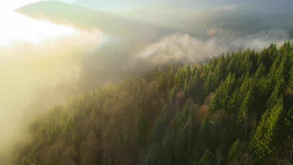 Aerial View of Bright Foggy Morning Over Dark Mountain Forest Trees at Autumn Sunrise