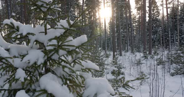 Snowy Forest in Winter at Sunset Trees Covered with Fresh Snow