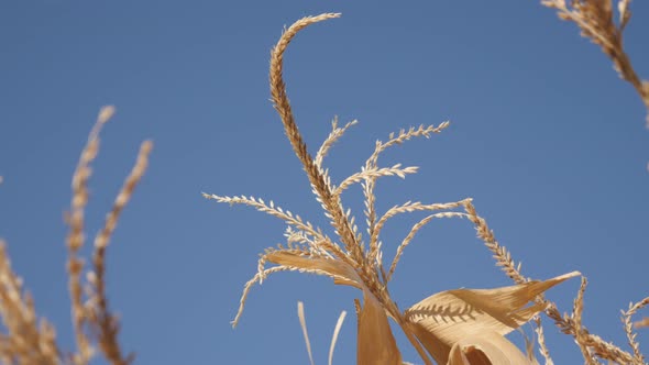 Organic corn  dried plant tassel in the field 4K footage