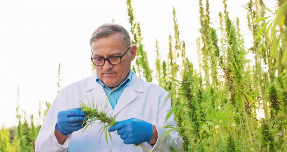 Portrait of Scientist Checking and Analizing Hemp Plants Concept of Herbal Alternative Medicinecbd