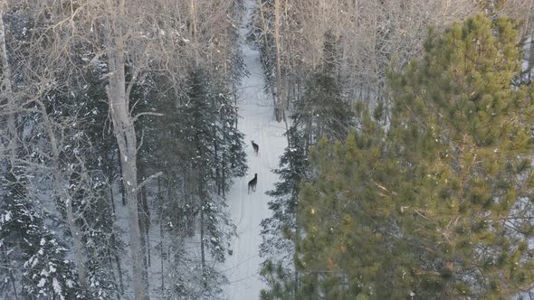 Two deers foraging for food along snow covered path through woods