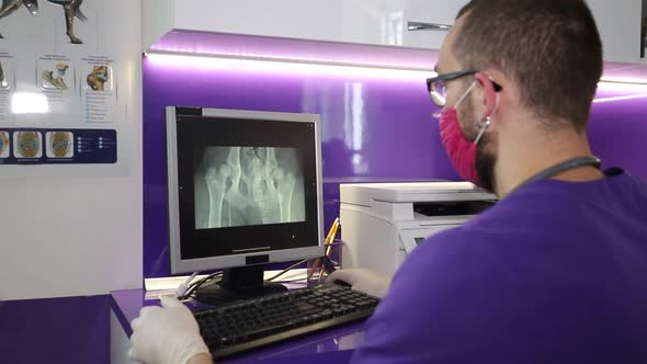 Veterinarian examines x-ray picture of dog in veterinary clinic, pet care