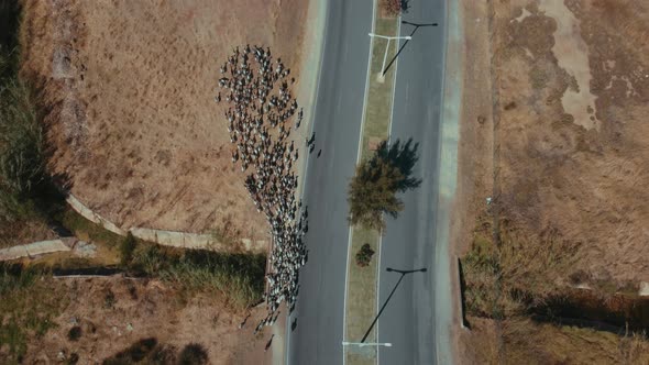 Topdown View Of Shepherd Herding Goats Along Countryside Road At Sunny Day. - Aerial