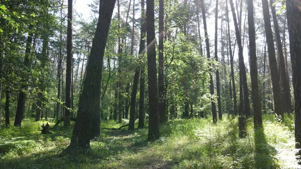 Beautiful Green Forest on a Summer Day Slow Motion