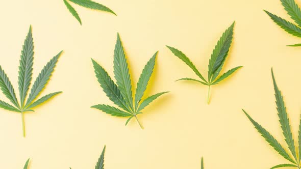 Variety of Beautiful Green Young Cannabis Leaves Lie Pastel Yellow Background