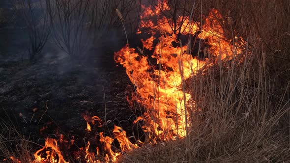 Strong flames, burning dry grass and forests.Environmental disaster.