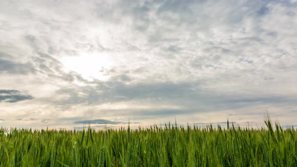 Field Of Green Wheat And Running Clouds, Timelapse