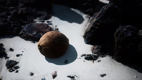 Brown Coconut on the Beach Sand