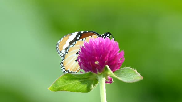 Beautiful butterfly feeing flower