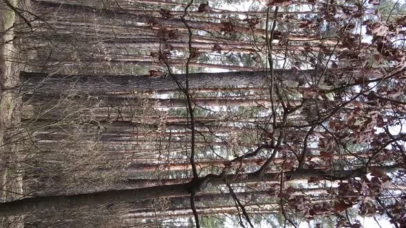 Vertical Video of Trees in a Pine Forest Slow Motion