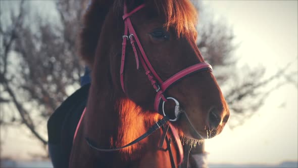 Beautiful Horse Posing for the Camera, a Horse With a Rider in the Winter at Sunset, Close-Up. Slow