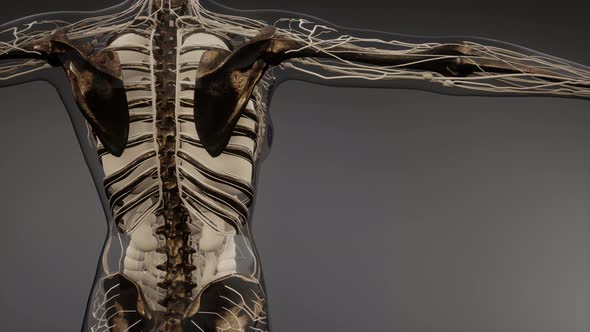 Transparent Human Body with Visible Bones