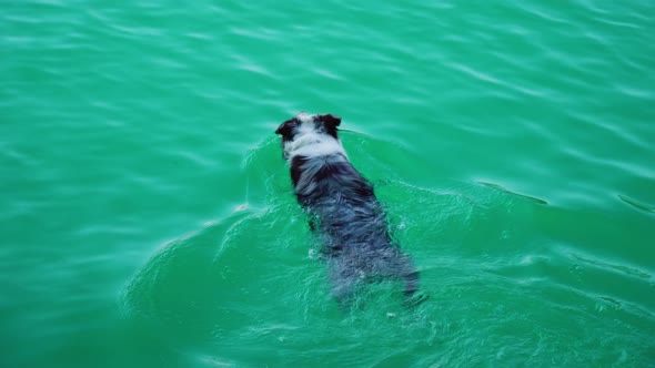 Little Dog Swimming in Blue Water of Bled Lake Closeup