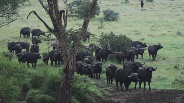 A Group Of African Buffalo Resting near The Tree In The Wide Field Of El Karama Lodge In Kenya. -wid