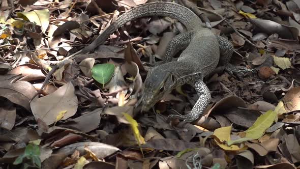 Young Land Monitor ,Varanus bengalensis, hunting. Sri Lanka