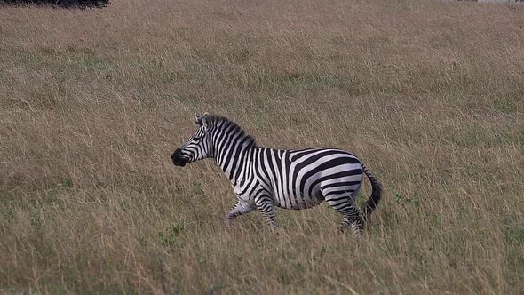 980428 Grant’s Zebra, equus burchelli boehmi, Adult running through Savannah, Masai Mara Park in Ken