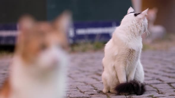 Cats Locators Monitoring Area Around Them