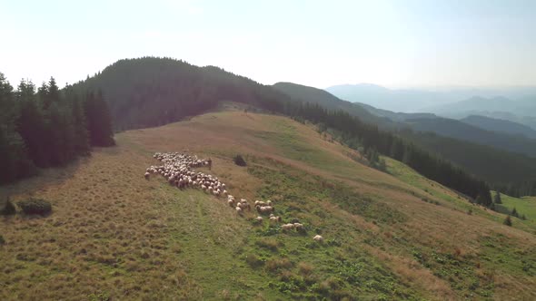 Picturesque Countryside Scene with Flock of Sheep