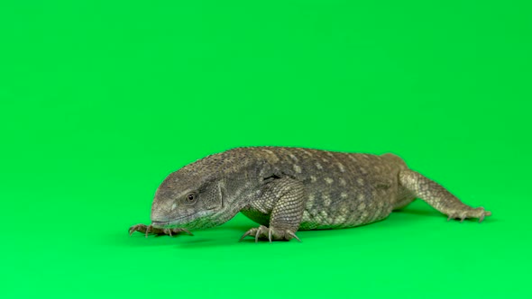 Savannah Monitor Lizard - Varanus Exanthematicus on Green Background. Close Up. Slow Motion