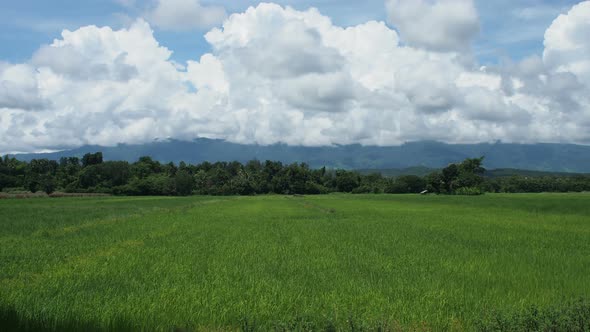 Rice Field