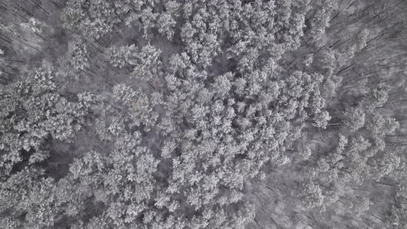 Drone Aerial Shot of Flying Over Winter Treetops with Snow