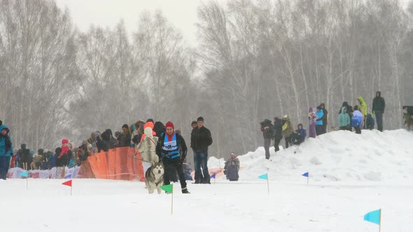 Husky Dog and Man Athlete During Skijoring Competitions