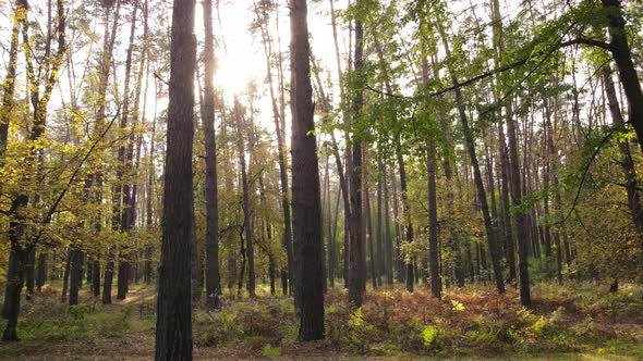 Autumn Forest with Trees By Day