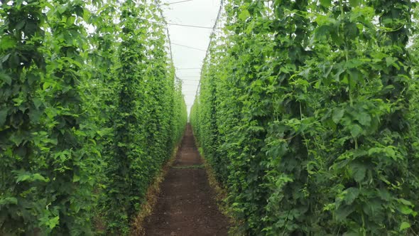 Aerial Shot of a Hop Plantation Grown in Central Europe