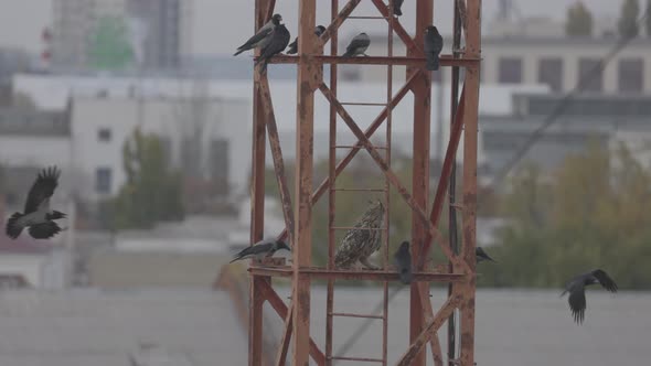 Long Eared Owl Asio Otus on a Metal Structure Surrounded By Aggressive Crows