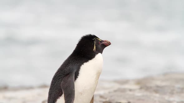 Rockhopper Penguin Falkland Islands