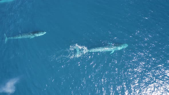 Aerial view of a sperm whale sin the ocean, Azores, Portugal.