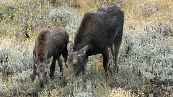 Cow and calf moose grazing in a field near Grand Teton National Park