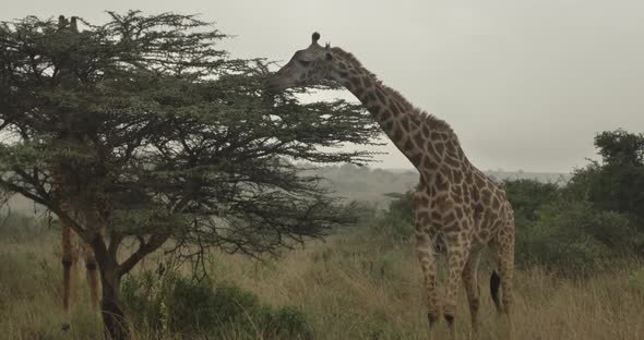 This video is about Giraffes in Kenya National Wildlife Park living and eating from bush. This video