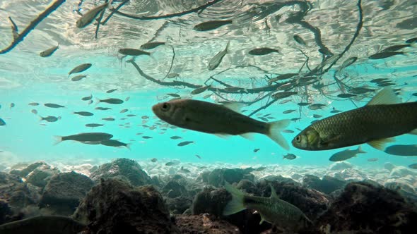 Fish swimming in very clear and transparent shallow water. Swarm of minnows moving in all directions