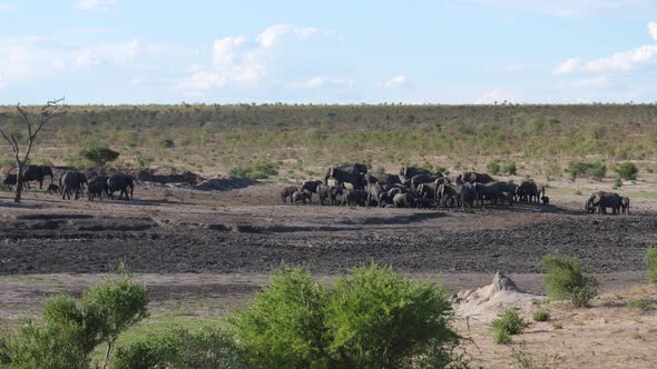 A new herd of African Bush elephants arriving at the waterhole