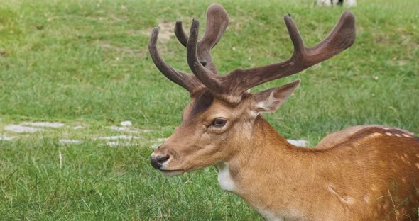 Beautiful Sika Deer Lies on Green Grass in National Park Closeup