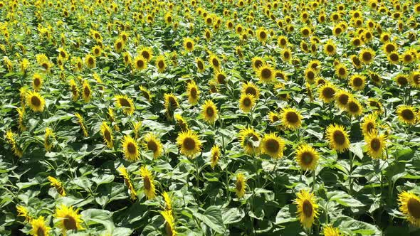 Flying Bees Above The Sunflowers