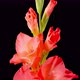 Time Lapse of Opening Red Gladiolus Flower - VideoHive Item for Sale